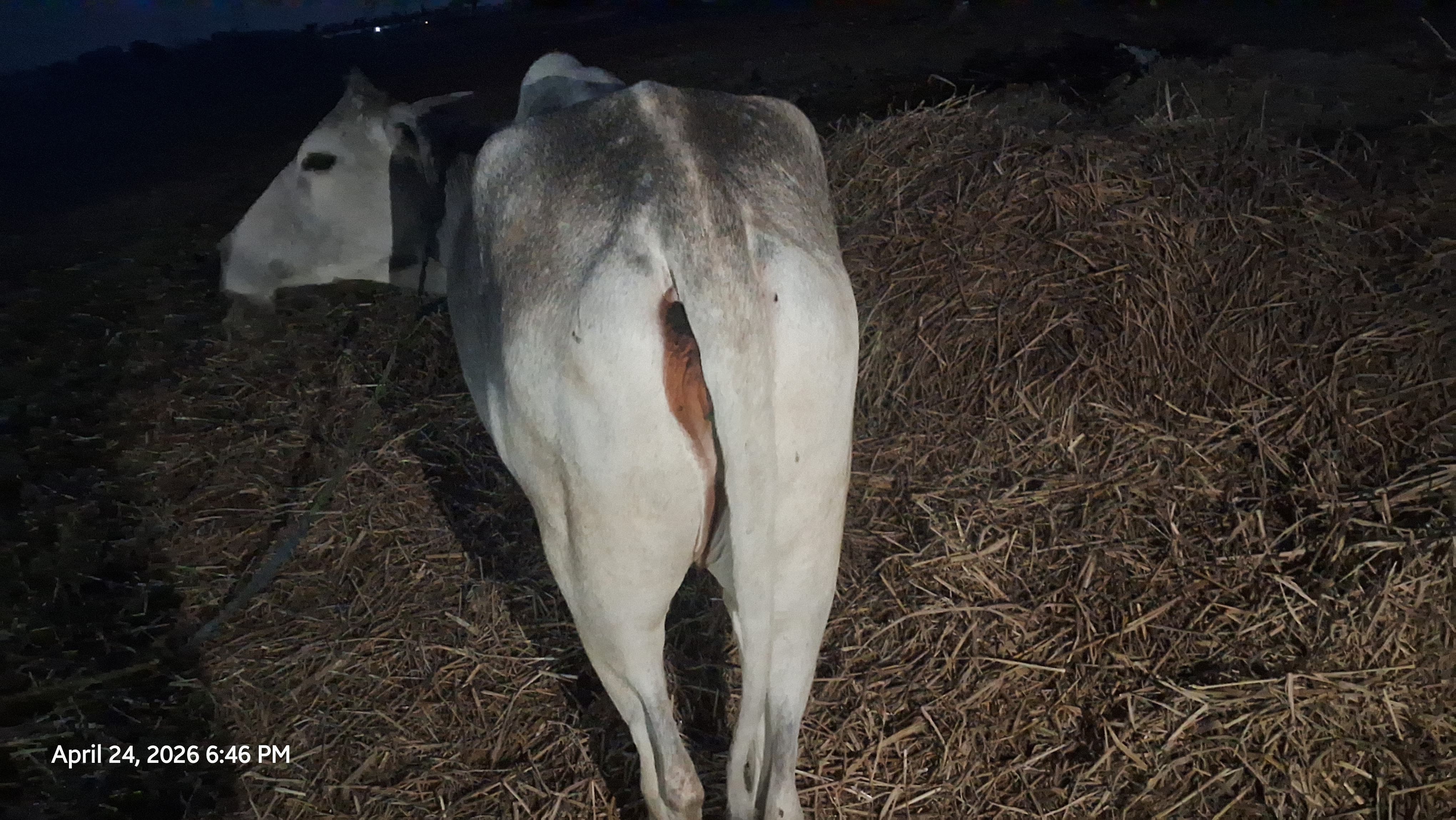 Hariana heifer in Ranchi, Jharkhand — for sale on Go-LX (photo 5)