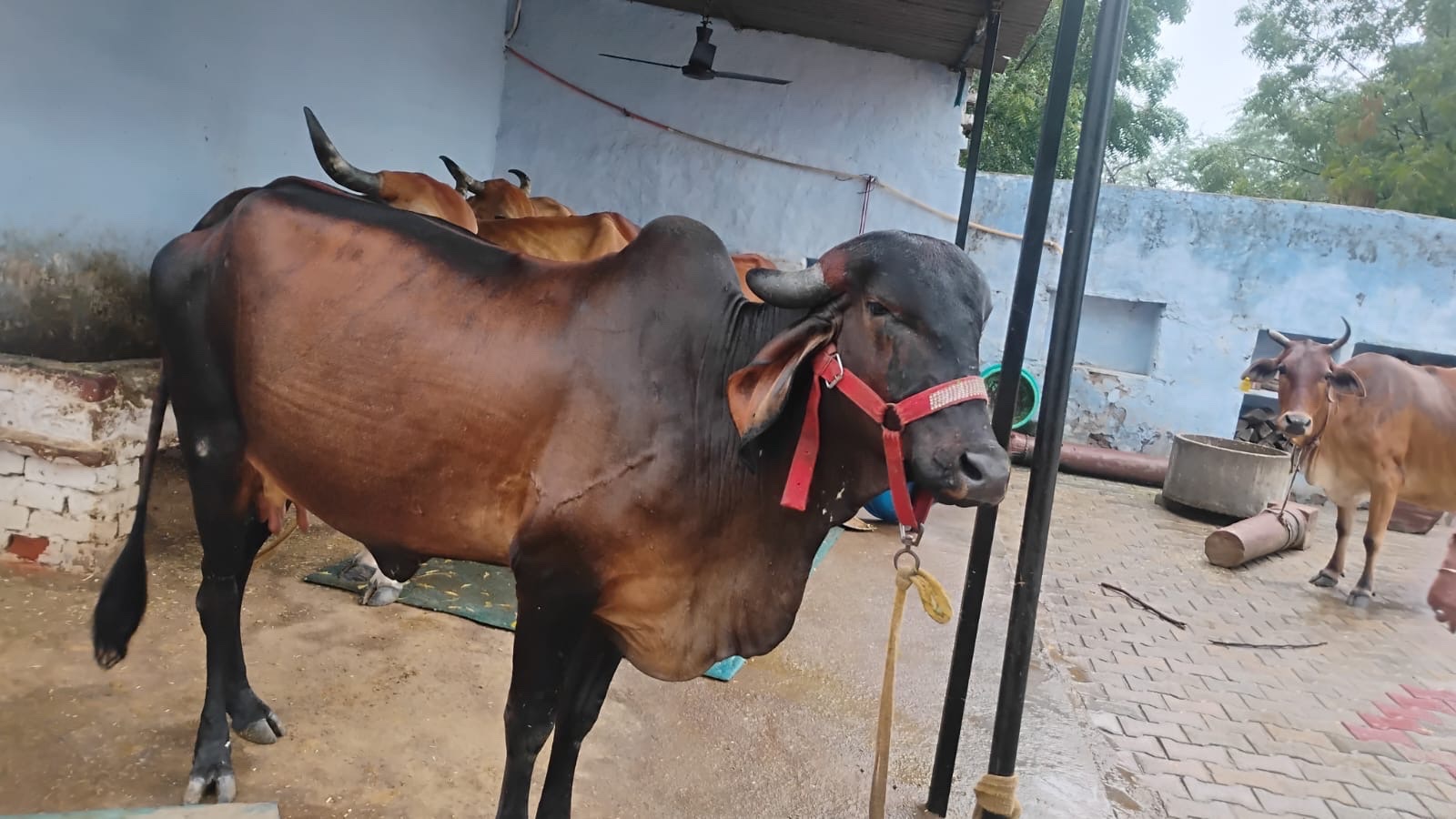 Gir cow in Bharatpur, Rajasthan — for sale on Go-LX