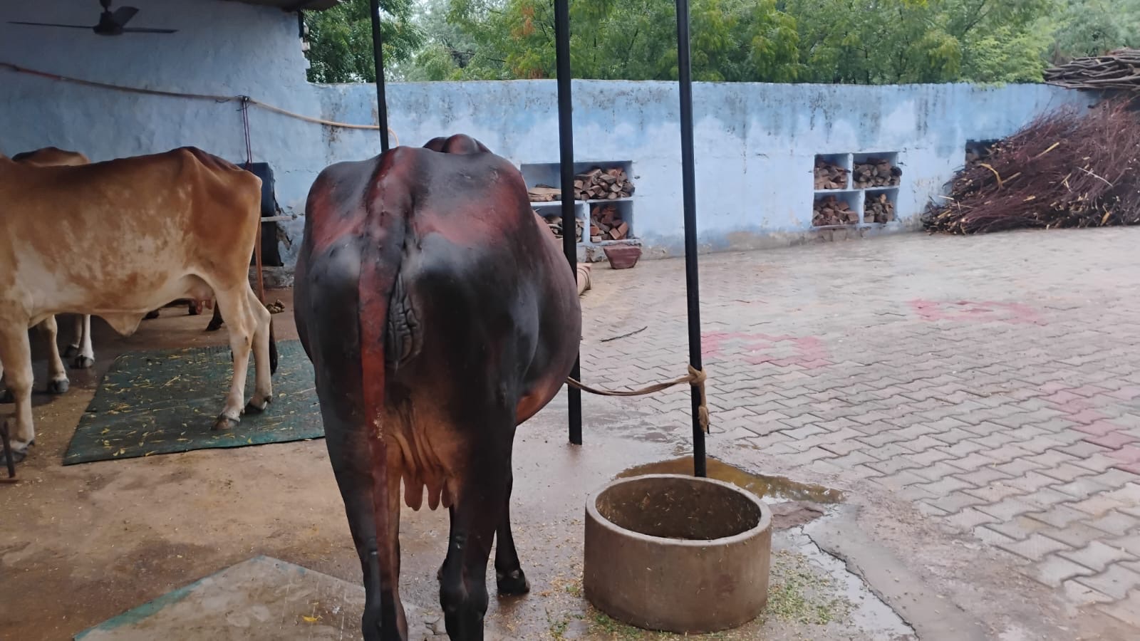 Gir cow in Bharatpur, Rajasthan — for sale on Go-LX (photo 3)