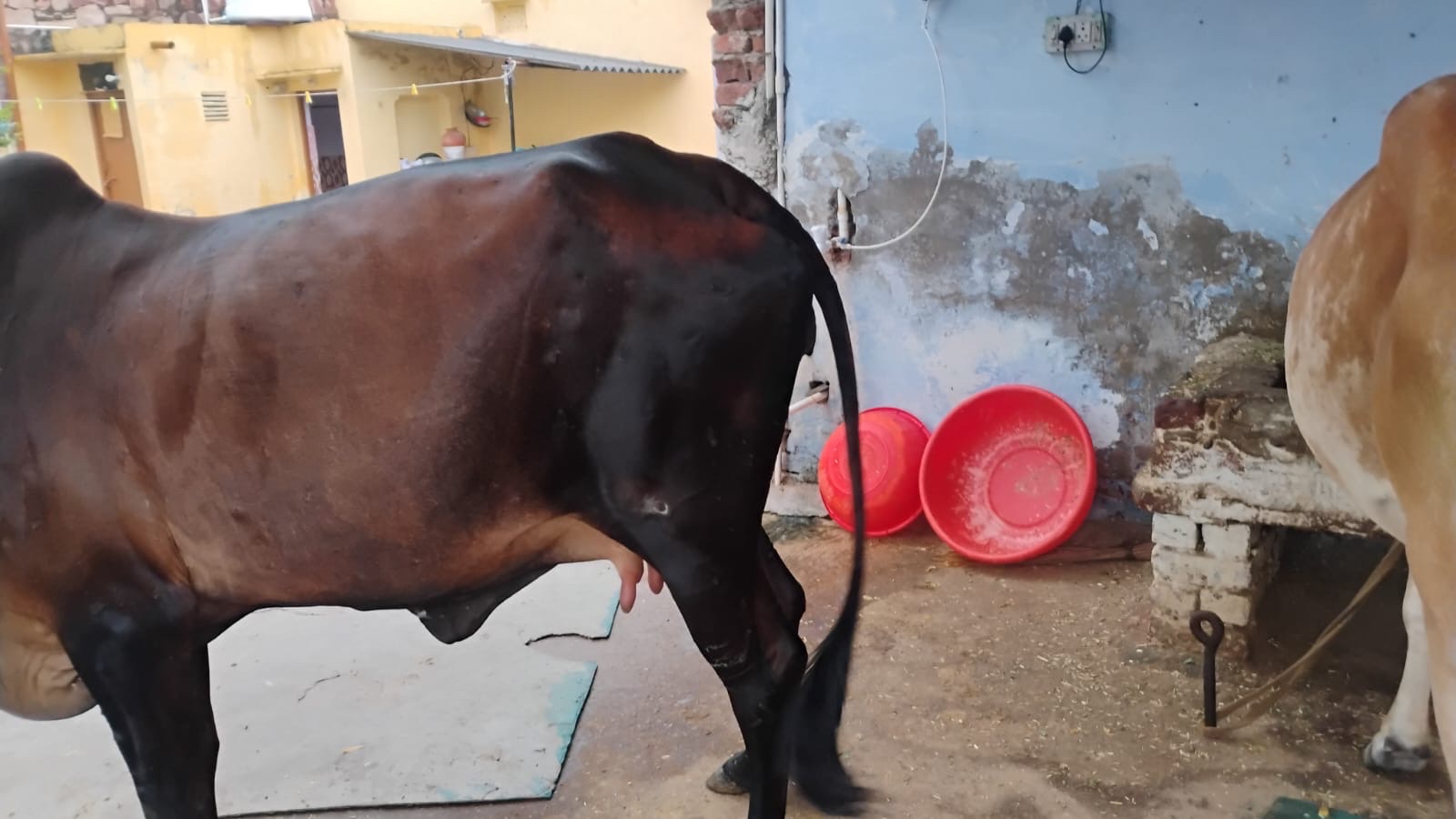 Gir cow in Bharatpur, Rajasthan — for sale on Go-LX (photo 4)