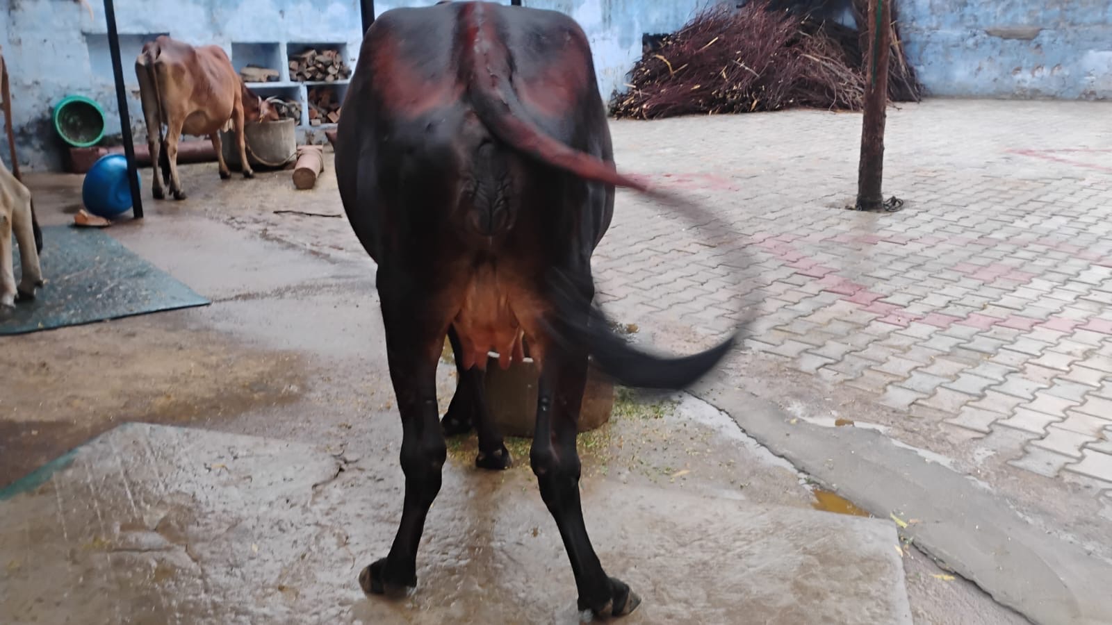 Gir cow in Bharatpur, Rajasthan — for sale on Go-LX (photo 2)