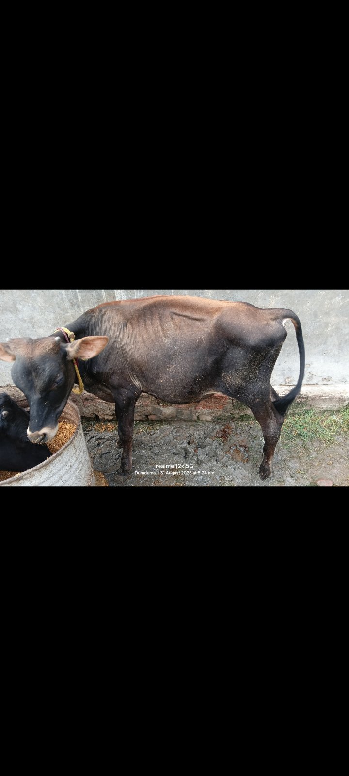 HF male calf in Kaimur, Bihar — for adoption on Go-LX (photo 2)