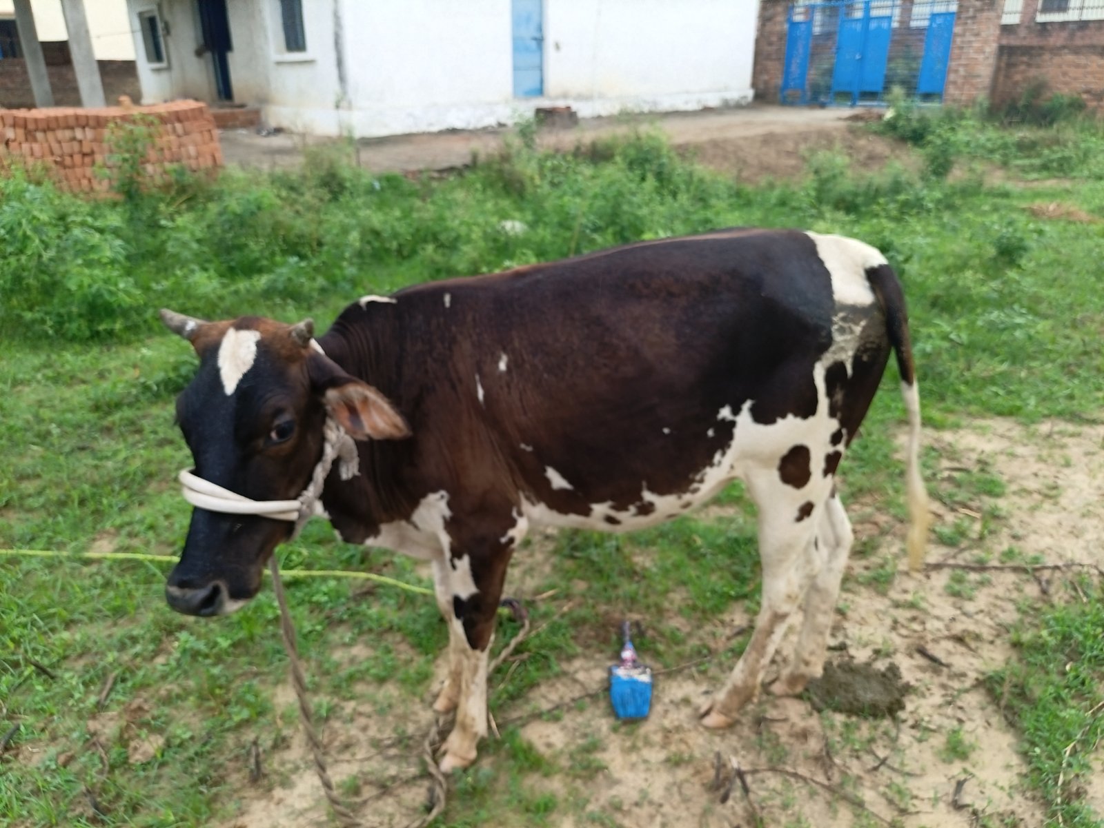 HF cow in Bhadohi, Uttar Pradesh — for sale on Go-LX