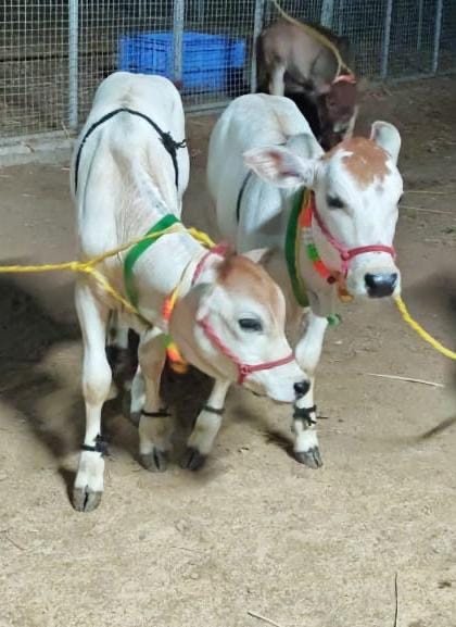 Punganur cow in Gautam Buddha Nagar, Uttar Pradesh — for sale on Go-LX (photo 2)