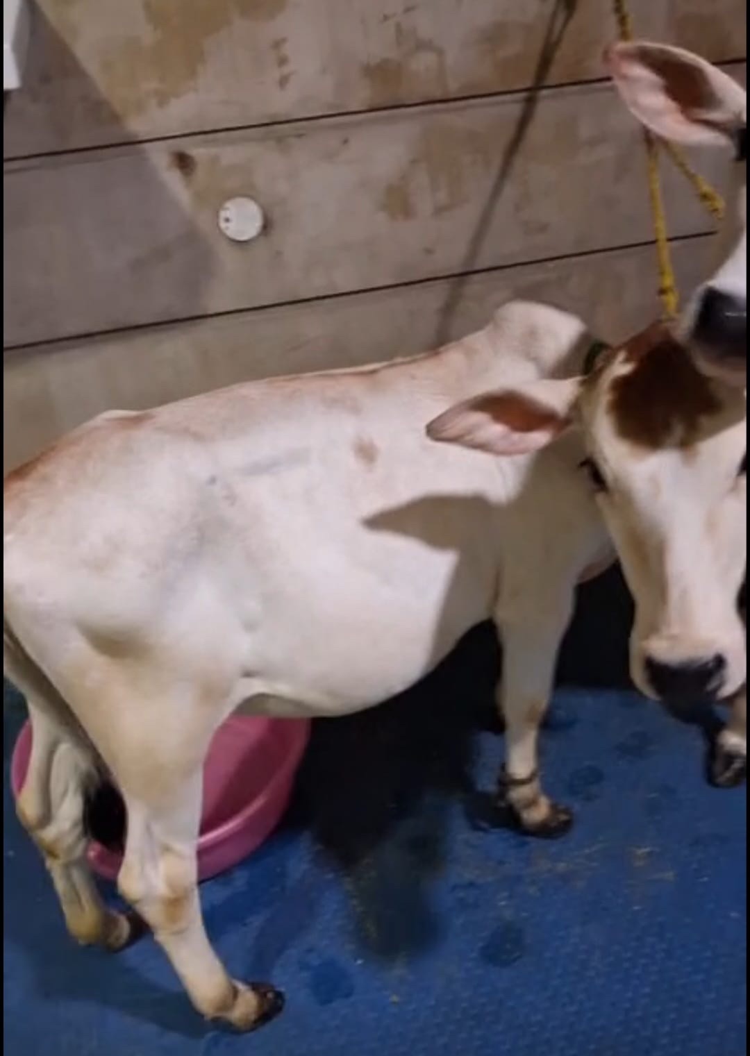 Punganur cow in Gautam Buddha Nagar, Uttar Pradesh — for sale on Go-LX (photo 3)
