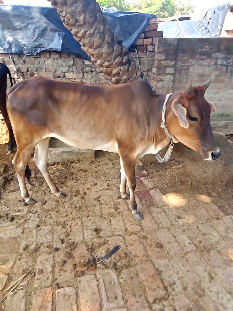 Local female calf in Sitapur, Uttar Pradesh — for sale on Go-LX
