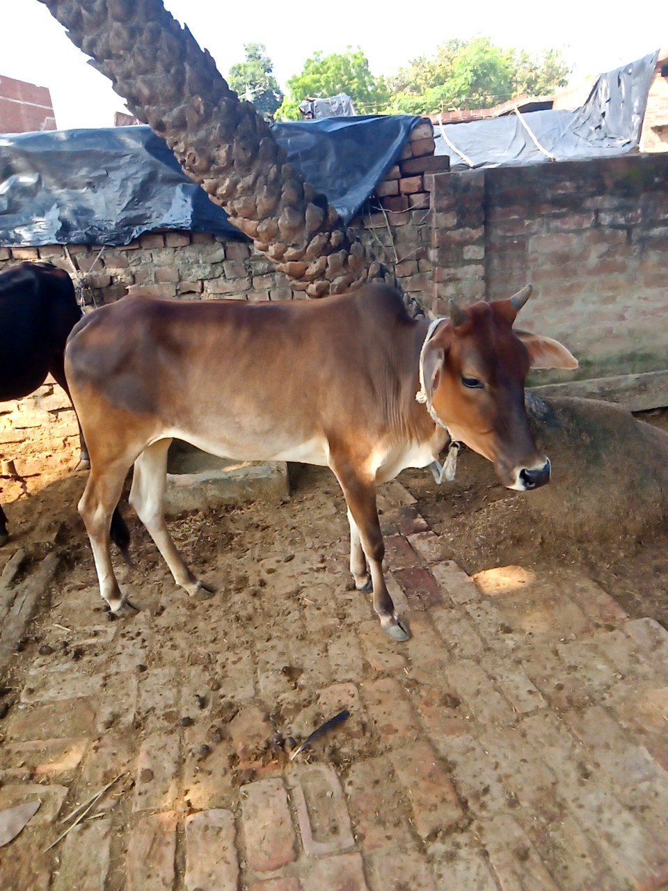 Local female calf in Sitapur, Uttar Pradesh — for sale on Go-LX (photo 2)