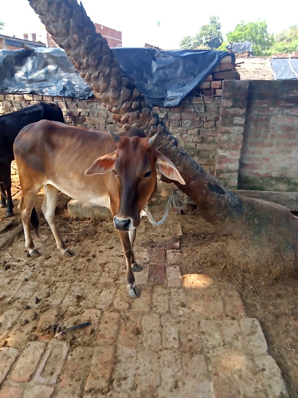 Local female calf in Sitapur, Uttar Pradesh — for sale on Go-LX (photo 3)