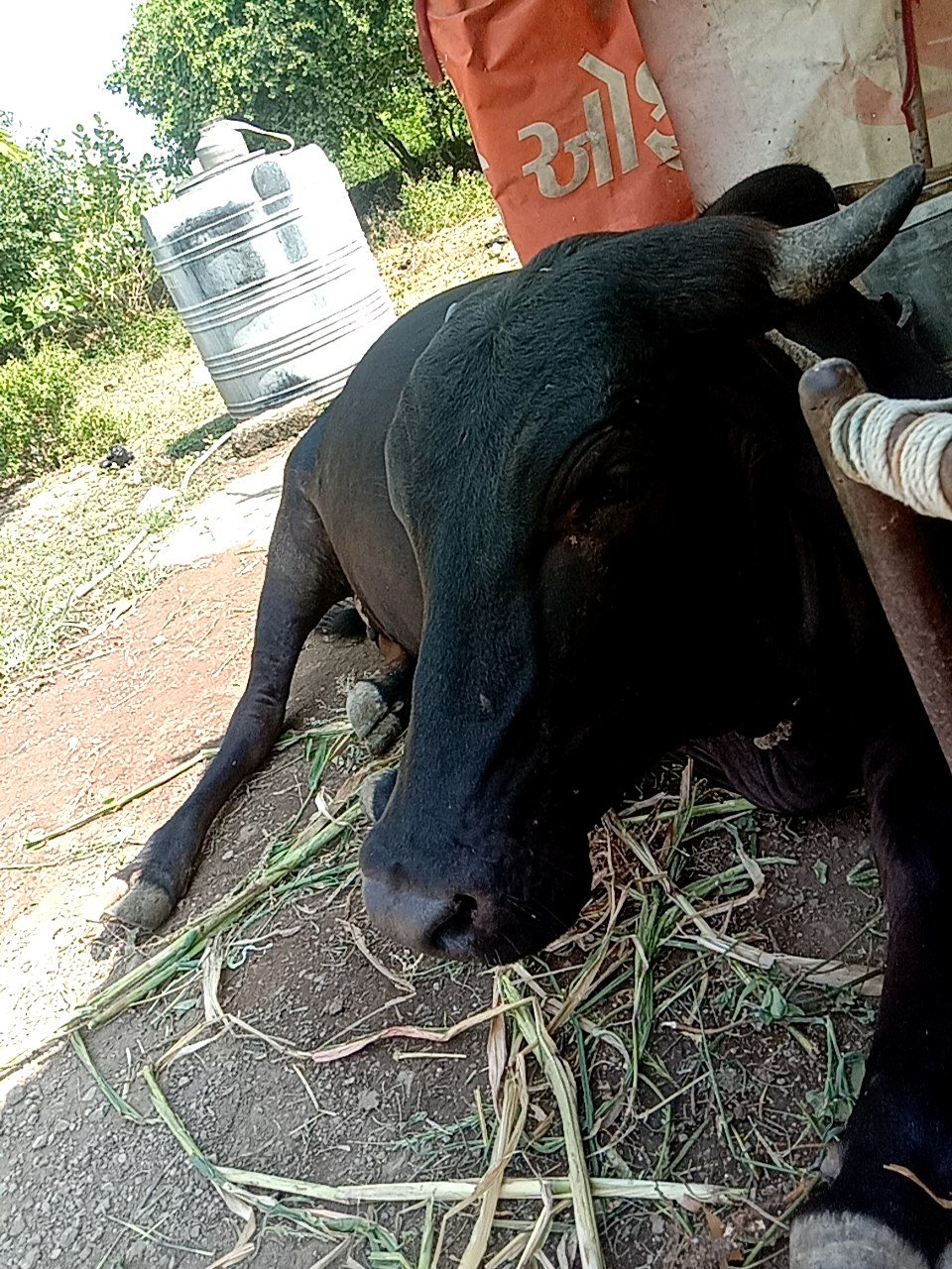 HF cow in Bhavnagar, Gujarat — for sale on Go-LX (photo 2)