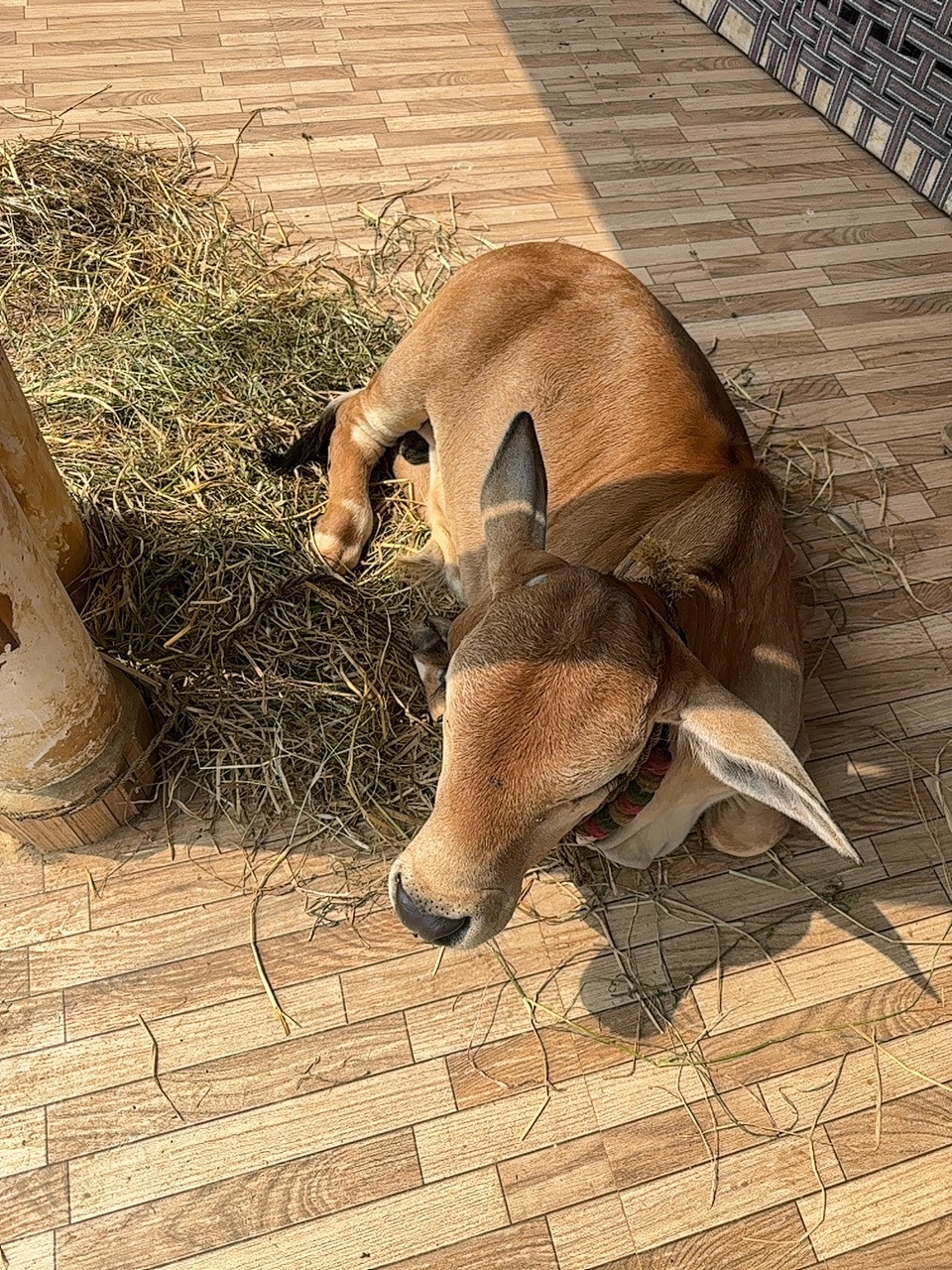 Punganur male calf in NTR, Andhra Pradesh — for sale on Go-LX