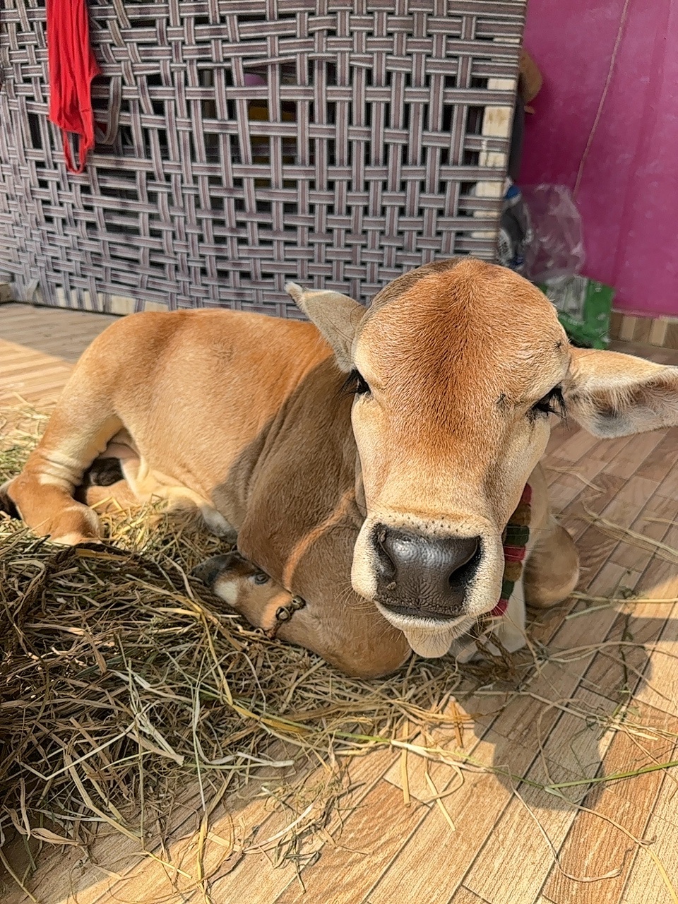 Punganur male calf in NTR, Andhra Pradesh — for sale on Go-LX (photo 2)