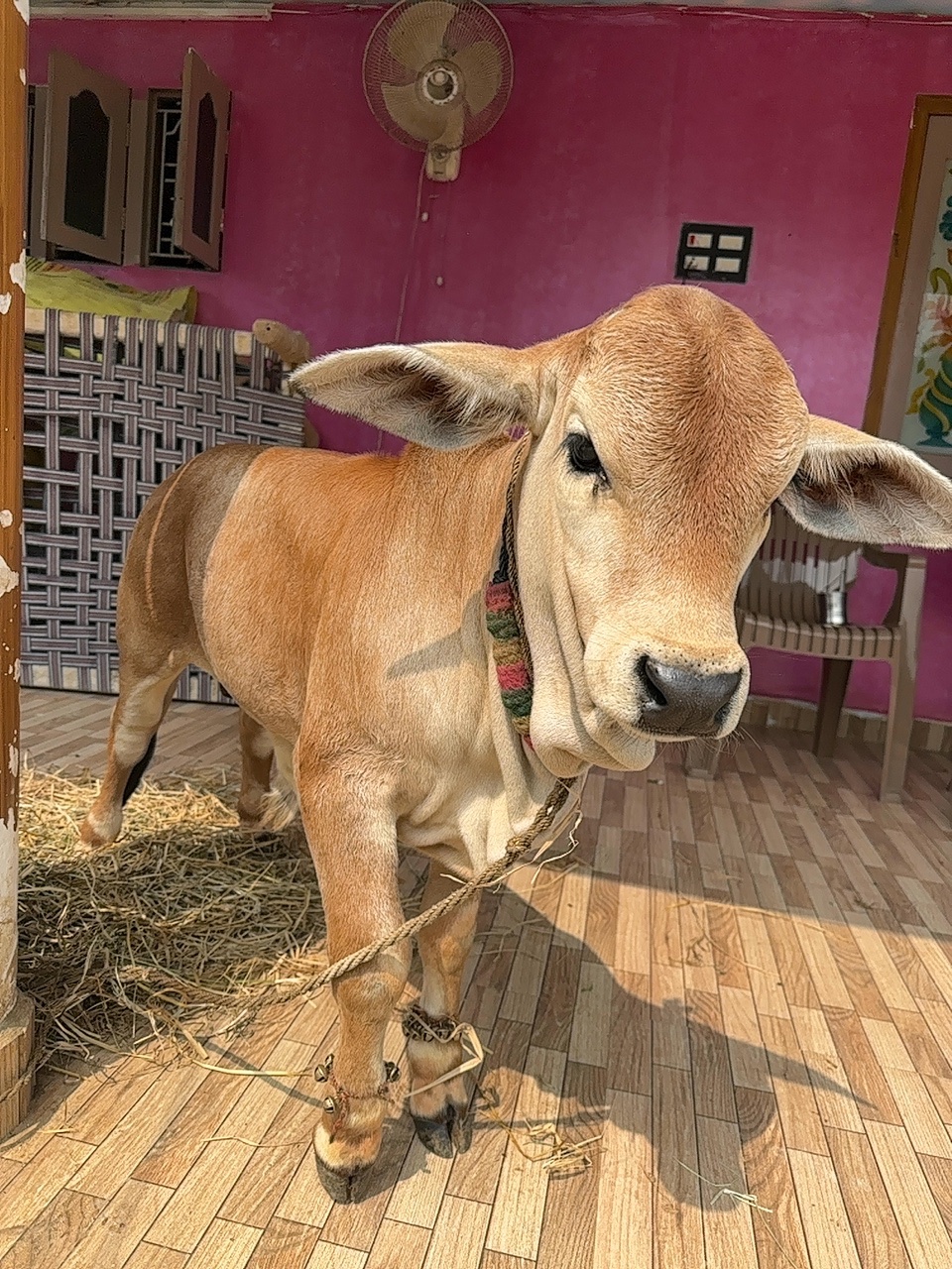 Punganur male calf in NTR, Andhra Pradesh — for sale on Go-LX (photo 3)