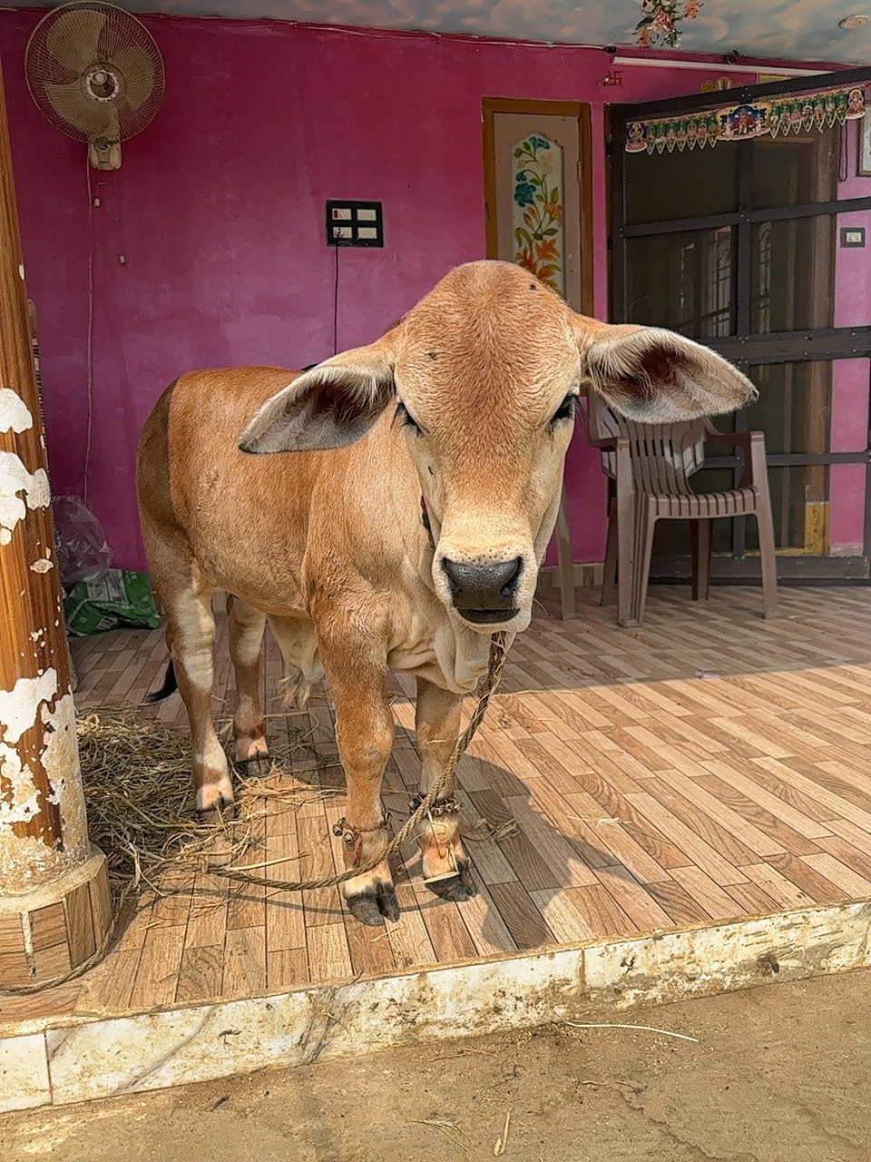 Punganur male calf in NTR, Andhra Pradesh — for sale on Go-LX (photo 4)