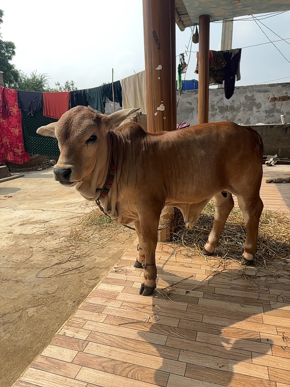 Punganur male calf in NTR, Andhra Pradesh — for sale on Go-LX (photo 5)