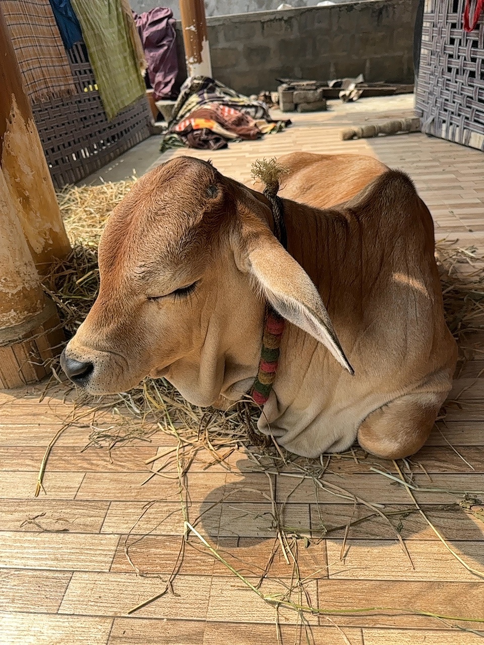Punganur male calf in NTR, Andhra Pradesh — for sale on Go-LX (photo 6)