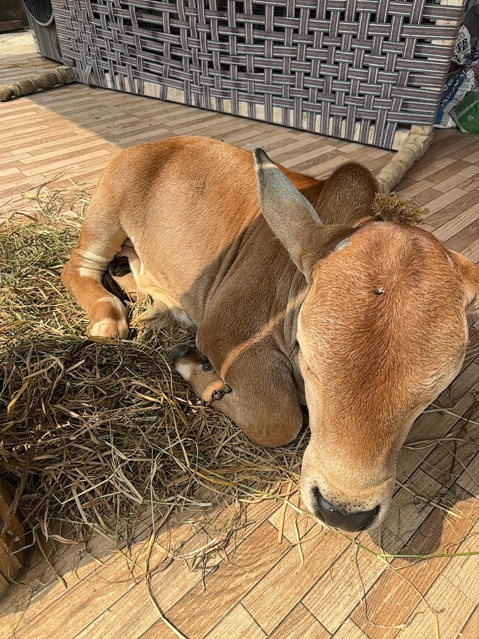 Punganur male calf in NTR, Andhra Pradesh — for sale on Go-LX (photo 7)