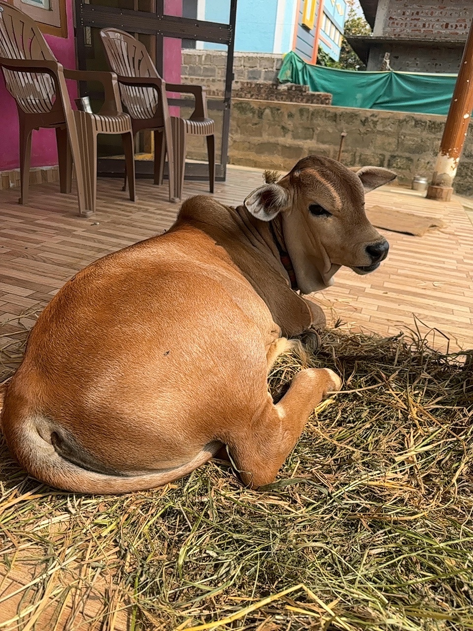 Punganur male calf in NTR, Andhra Pradesh — for sale on Go-LX (photo 8)