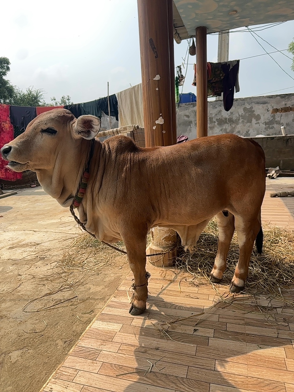 Punganur male calf in NTR, Andhra Pradesh — for sale on Go-LX (photo 9)