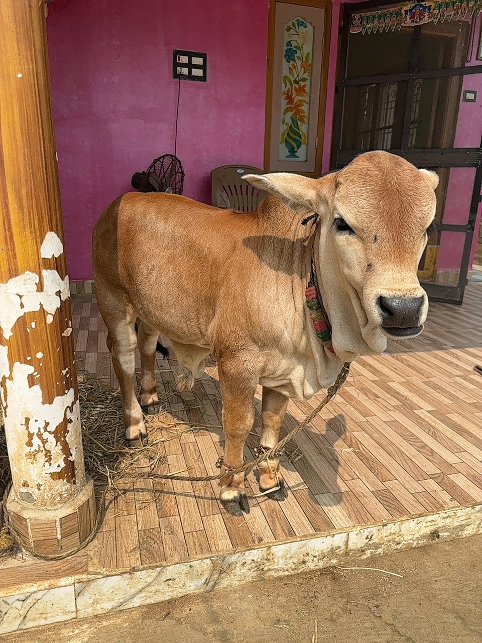 Punganur male calf in NTR, Andhra Pradesh — for sale on Go-LX (photo 10)