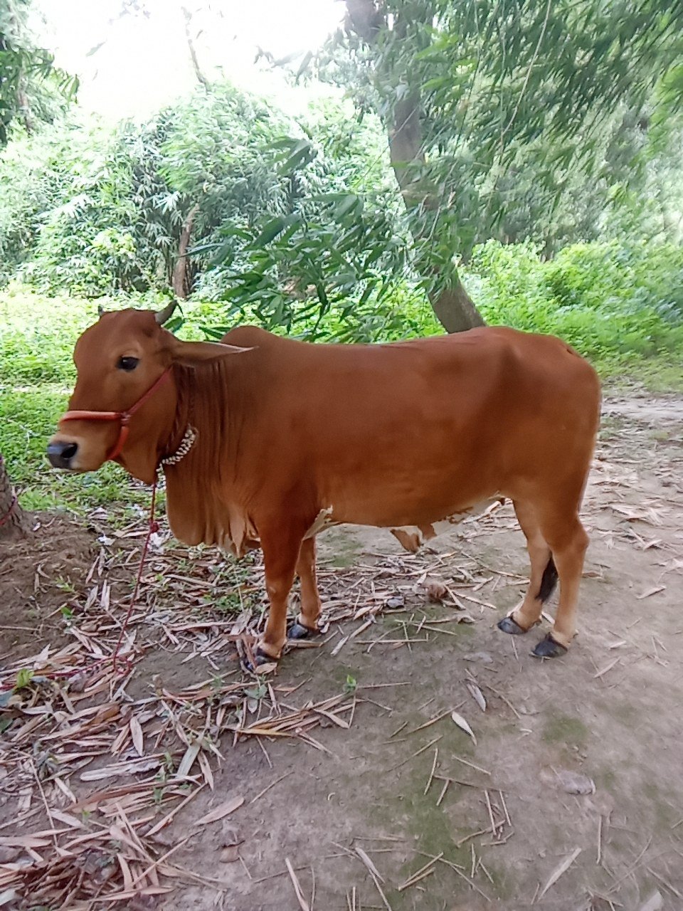 Sahiwal cow in Darbhanga, Bihar — for sale on Go-LX