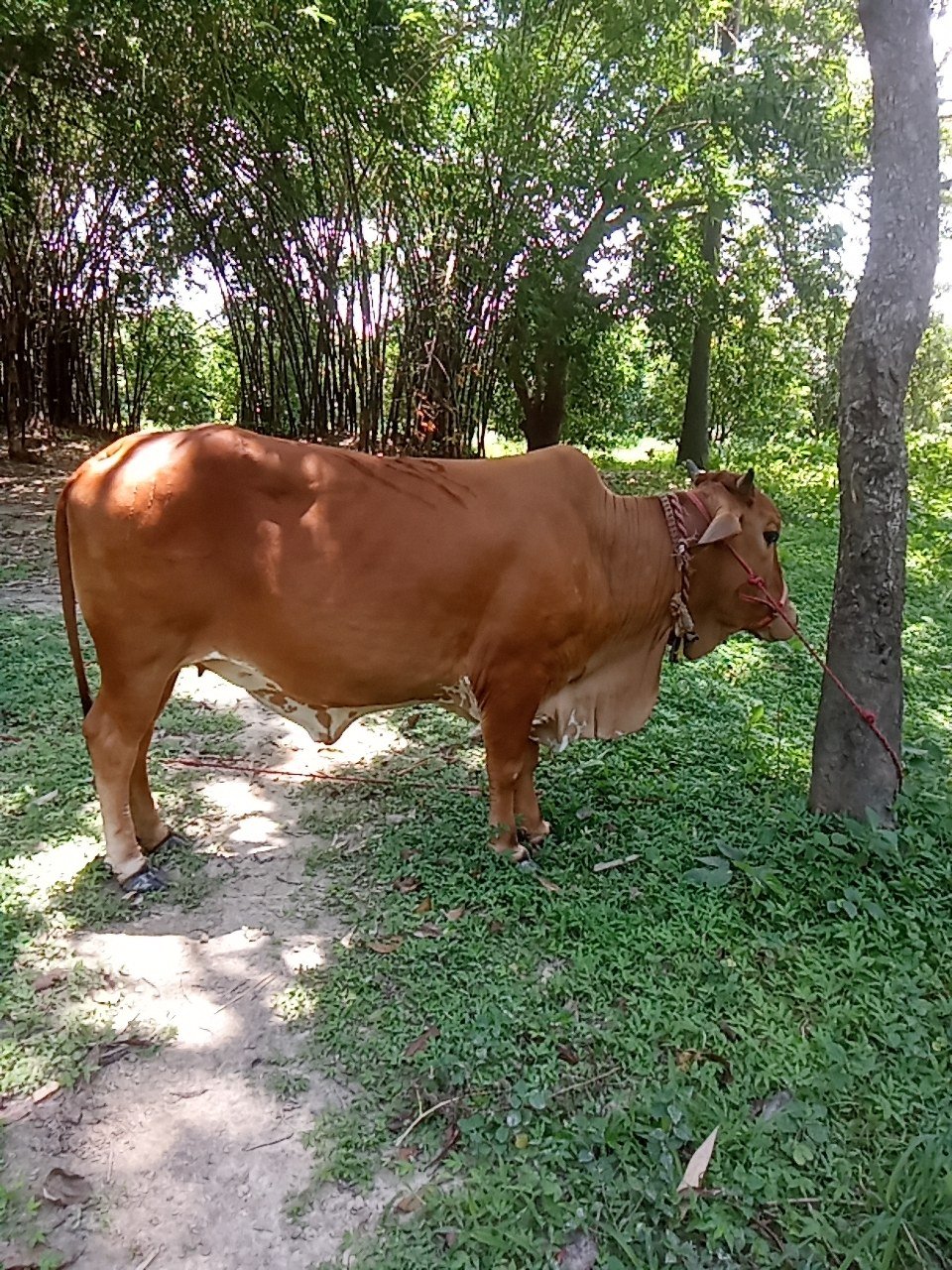 Sahiwal cow in Darbhanga, Bihar — for sale on Go-LX (photo 2)