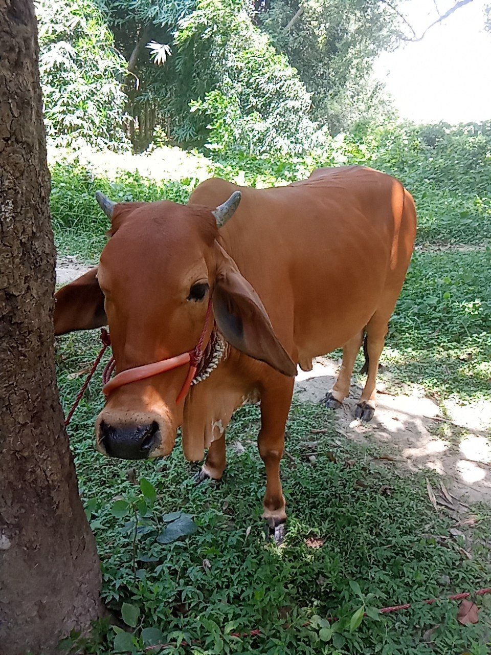Sahiwal cow in Darbhanga, Bihar — for sale on Go-LX (photo 3)