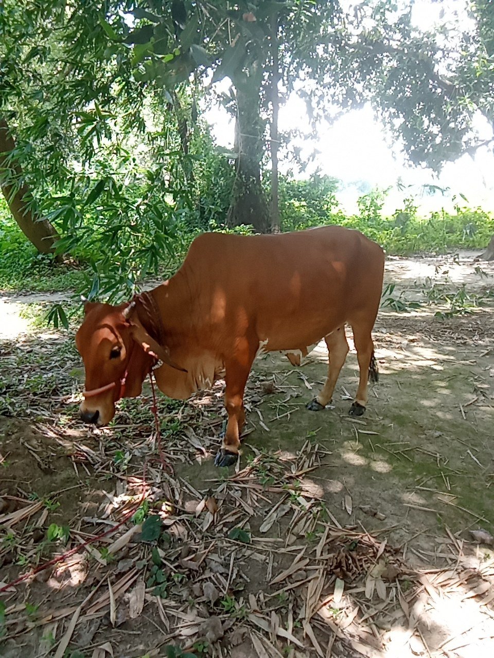 Sahiwal cow in Darbhanga, Bihar — for sale on Go-LX (photo 4)