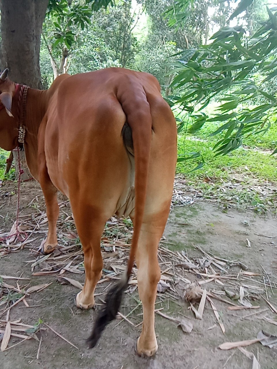 Sahiwal cow in Darbhanga, Bihar — for sale on Go-LX (photo 5)