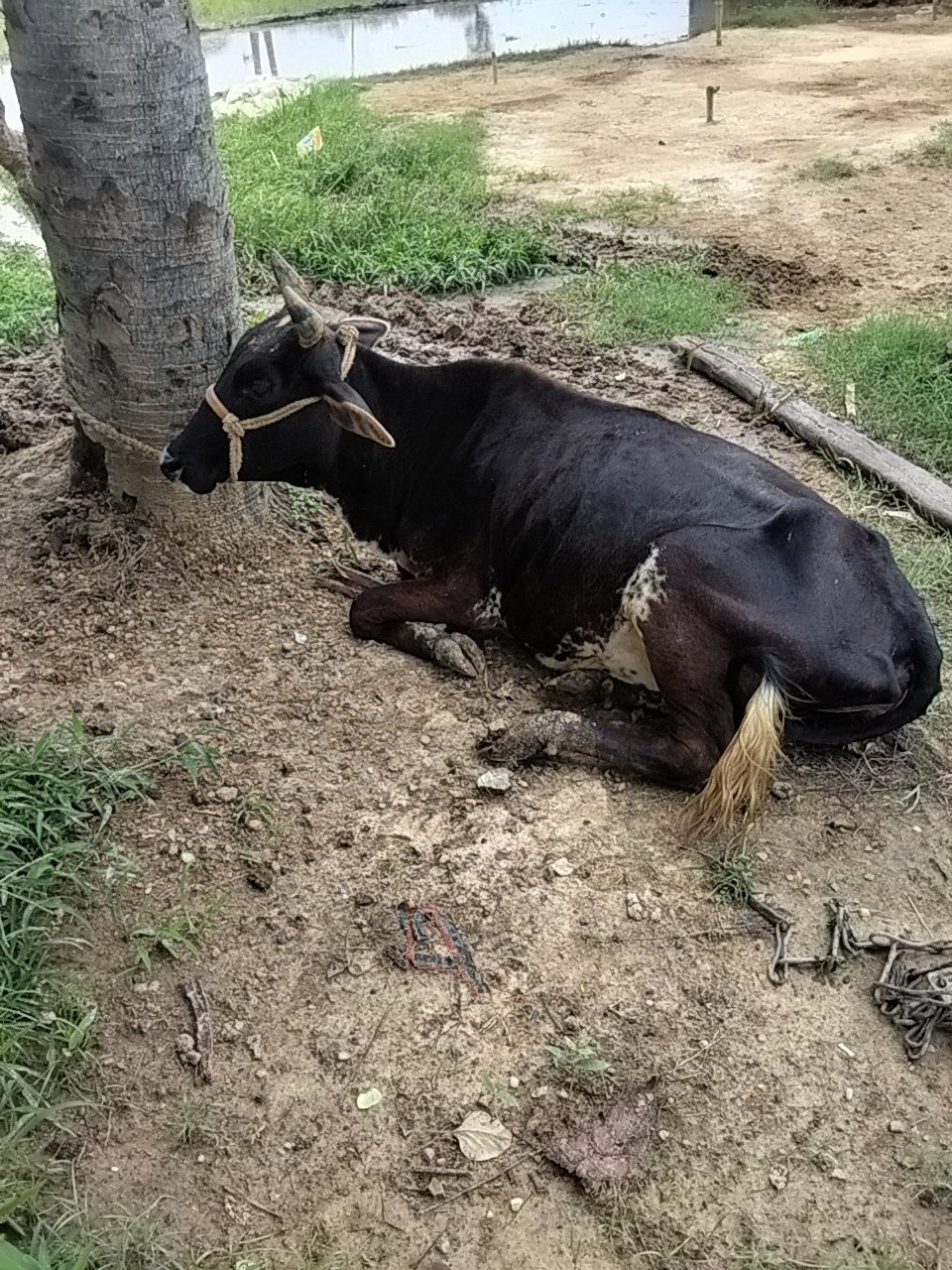 Jersey cow in Gaya, Bihar — for sale on Go-LX