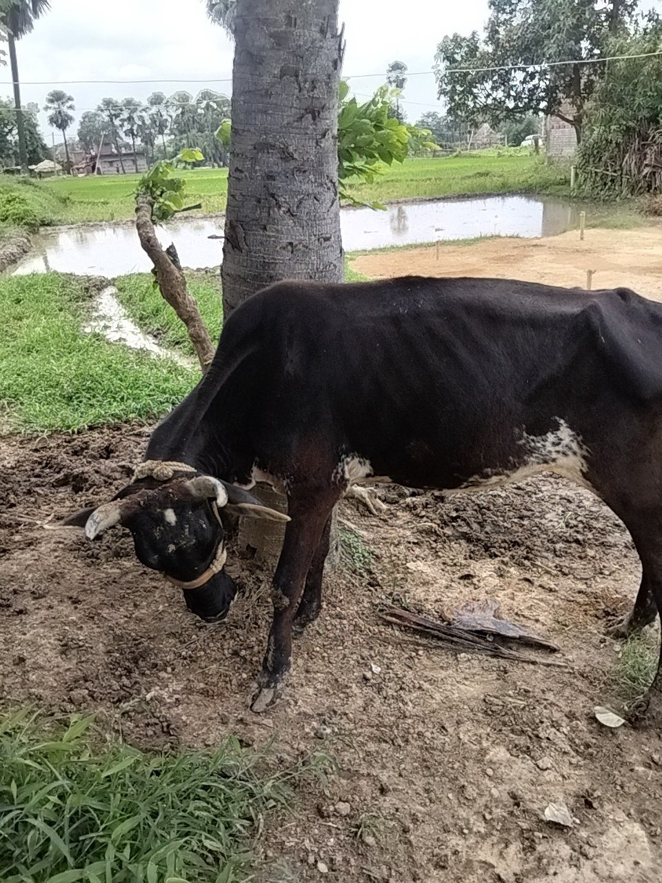 Jersey cow in Gaya, Bihar — for sale on Go-LX (photo 2)