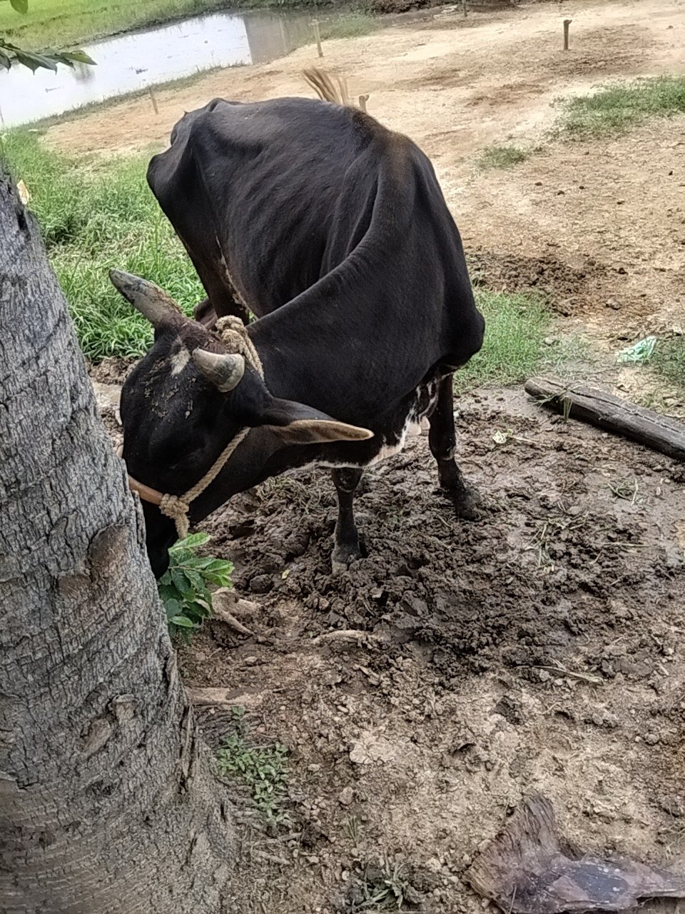 Jersey cow in Gaya, Bihar — for sale on Go-LX (photo 3)