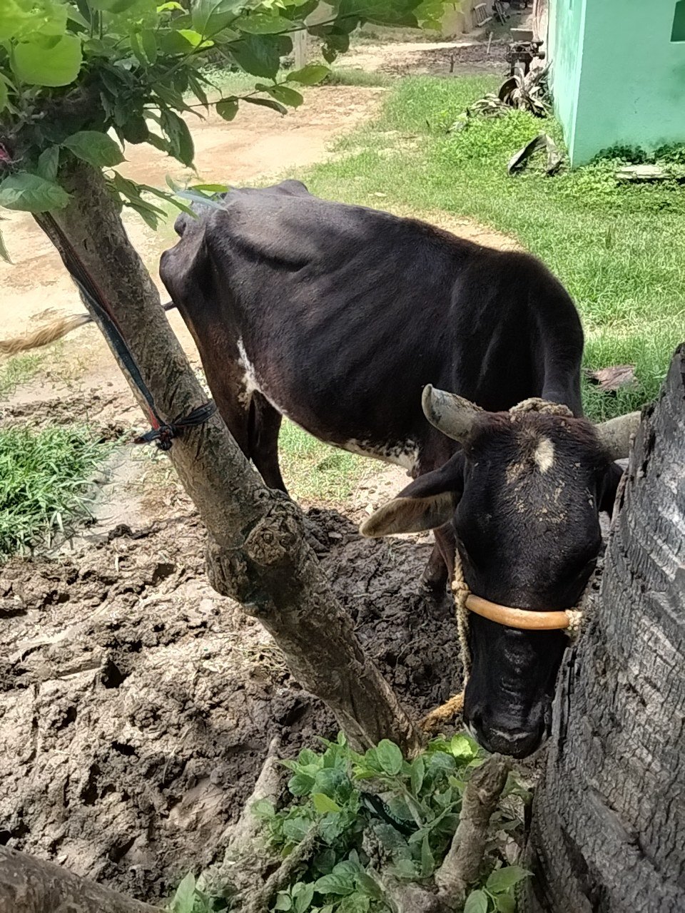 Jersey cow in Gaya, Bihar — for sale on Go-LX (photo 4)