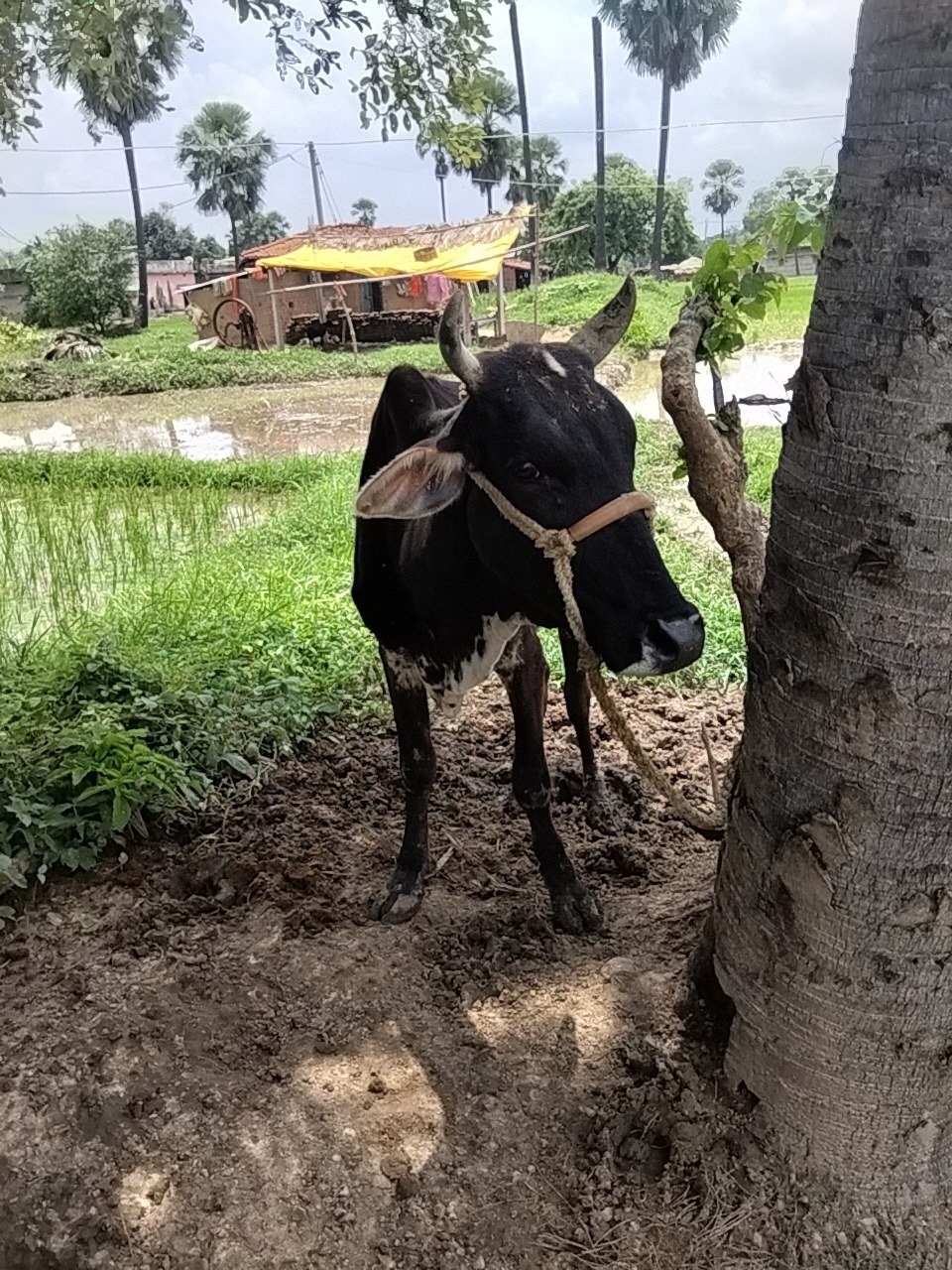 Jersey cow in Gaya, Bihar — for sale on Go-LX (photo 5)