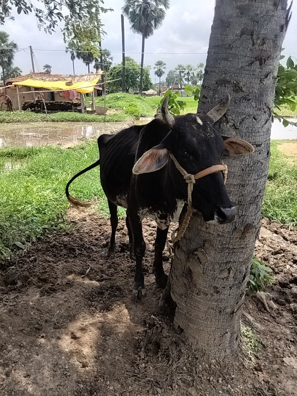 Jersey cow in Gaya, Bihar — for sale on Go-LX (photo 6)