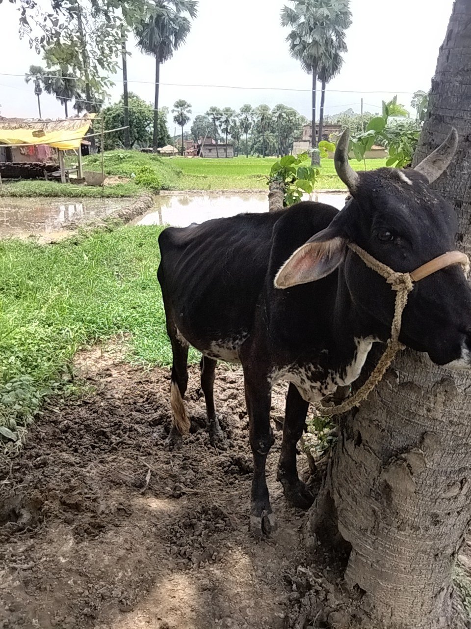 Jersey cow in Gaya, Bihar — for sale on Go-LX (photo 7)