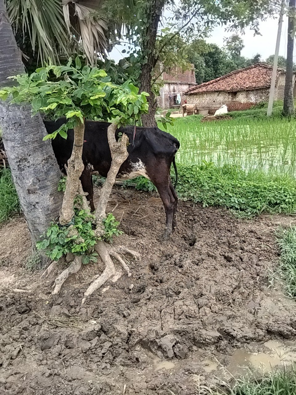 Jersey cow in Gaya, Bihar — for sale on Go-LX (photo 8)