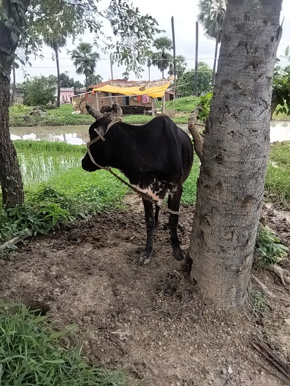 Jersey cow in Gaya, Bihar — for sale on Go-LX (photo 9)