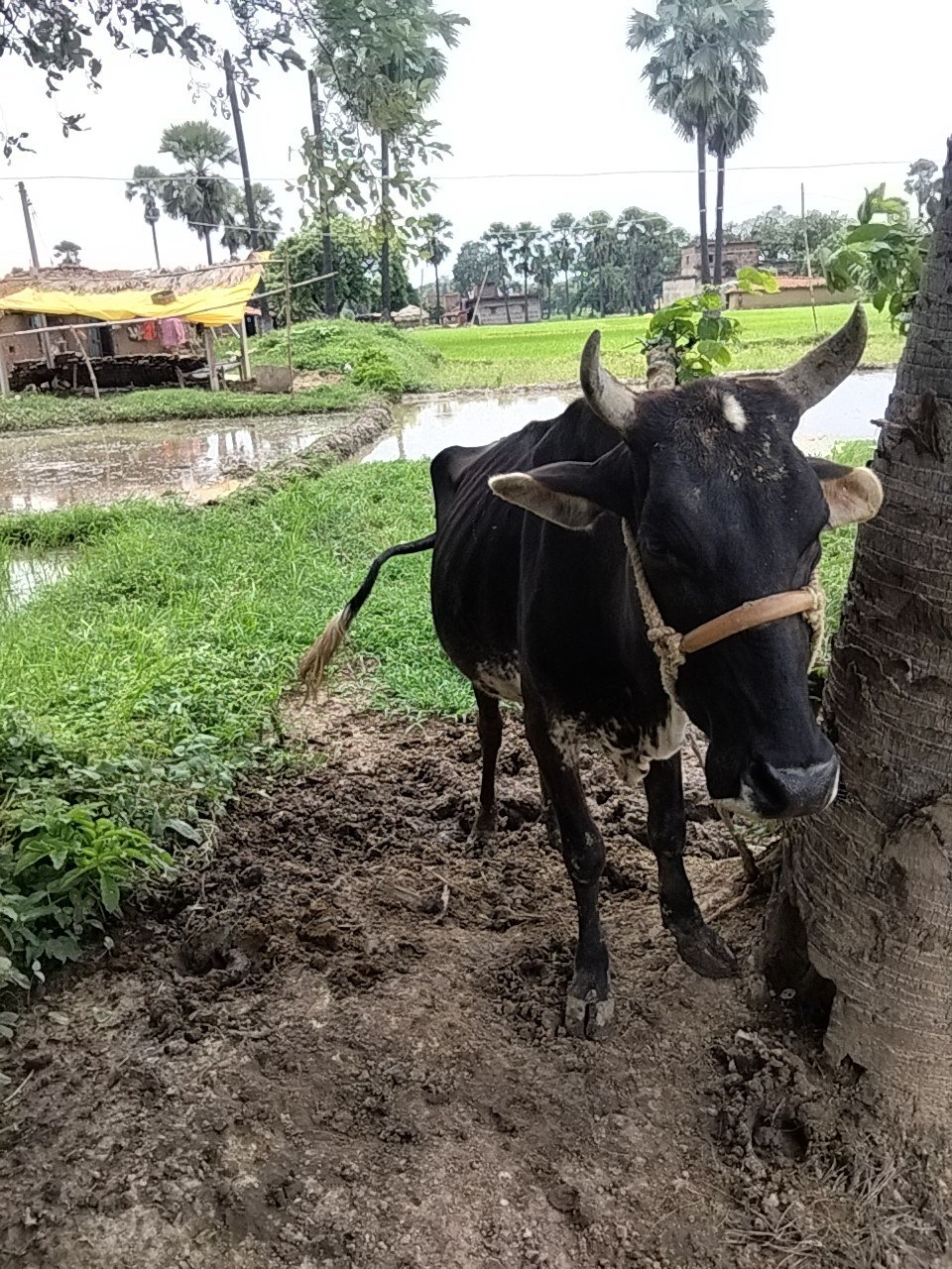 Jersey cow in Gaya, Bihar — for sale on Go-LX (photo 10)