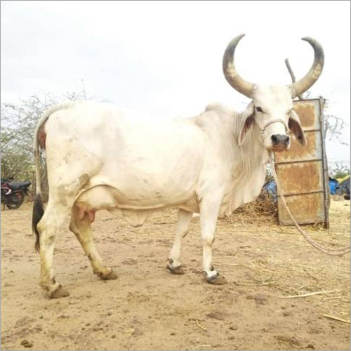 Kankrej: The Majestic Dual-Purpose Breed