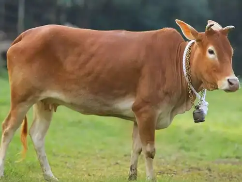 ভেচুর গরু: বিশ্বের সবচেয়ে ছোট গরুর জাত