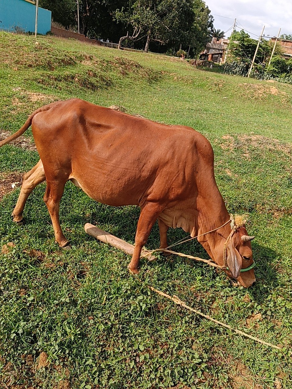 HF cow in Giridih, Jharkhand — for sale on Go-LX