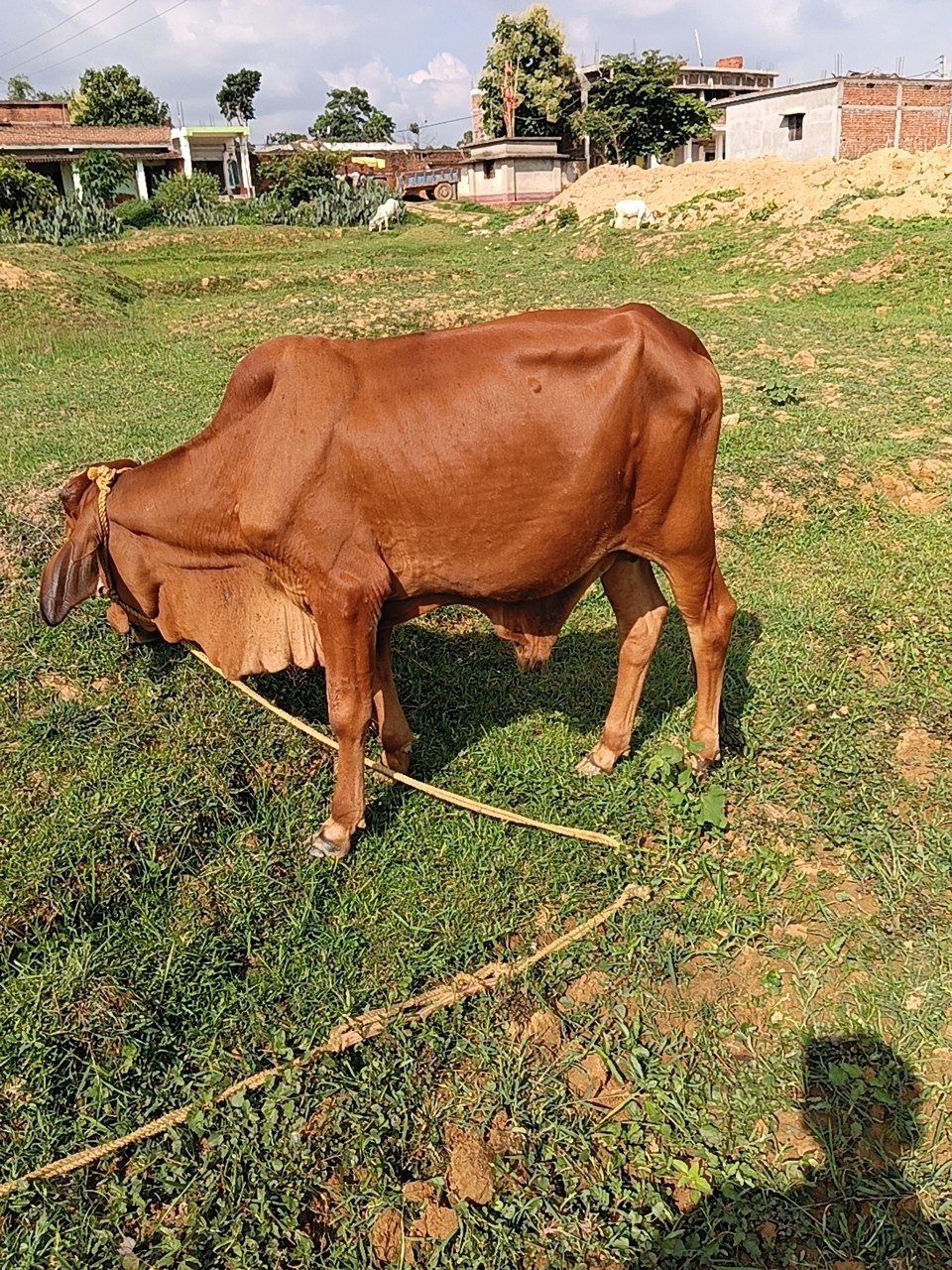 HF bull in Giridih, Jharkhand — for sale on Go-LX (photo 2)