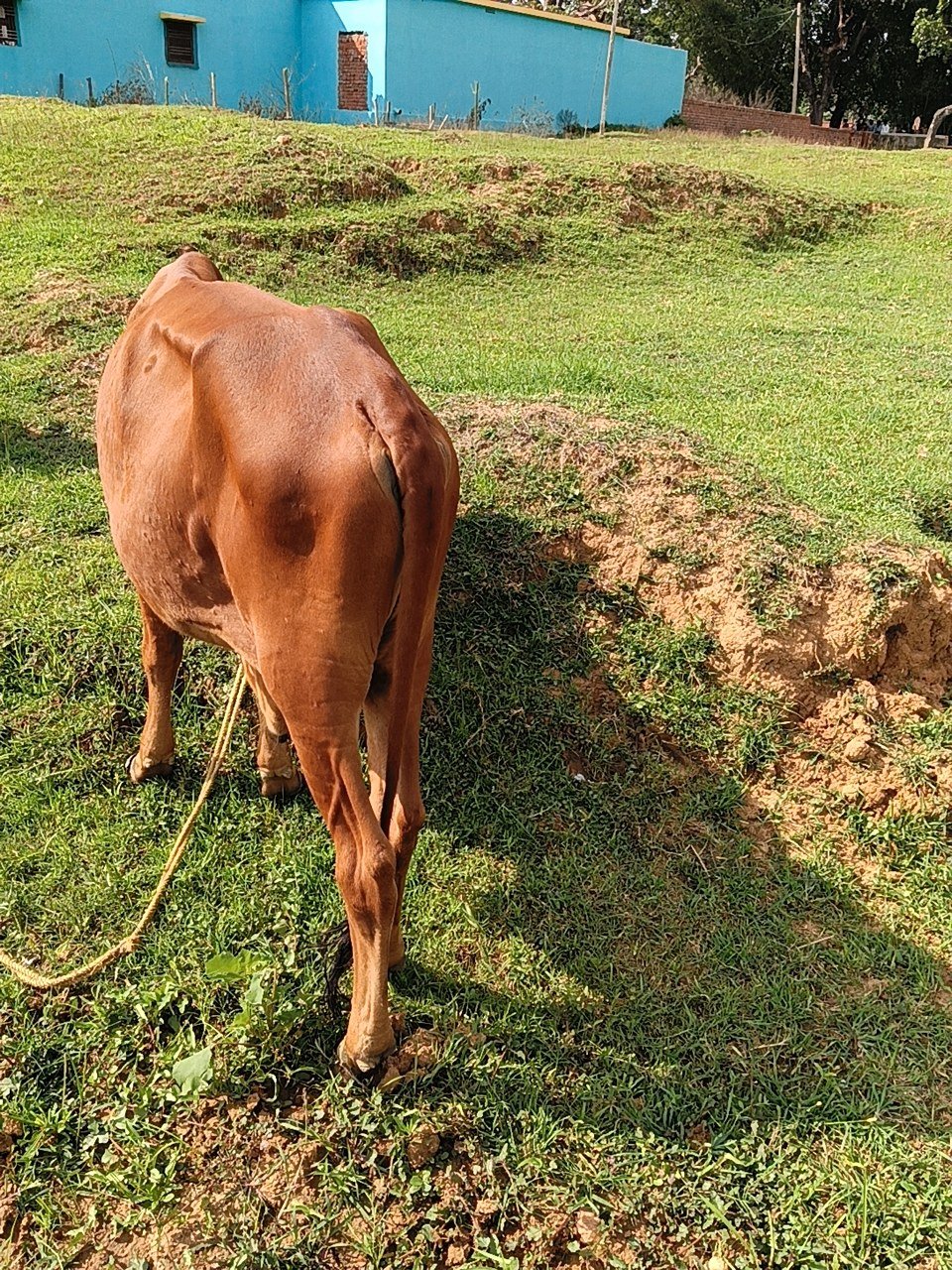 HF bull in Giridih, Jharkhand — for sale on Go-LX (photo 3)