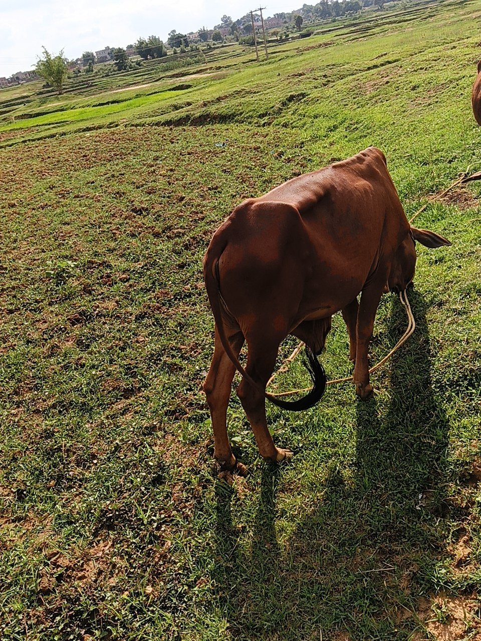 HF bull in Giridih, Jharkhand — for sale on Go-LX (photo 4)