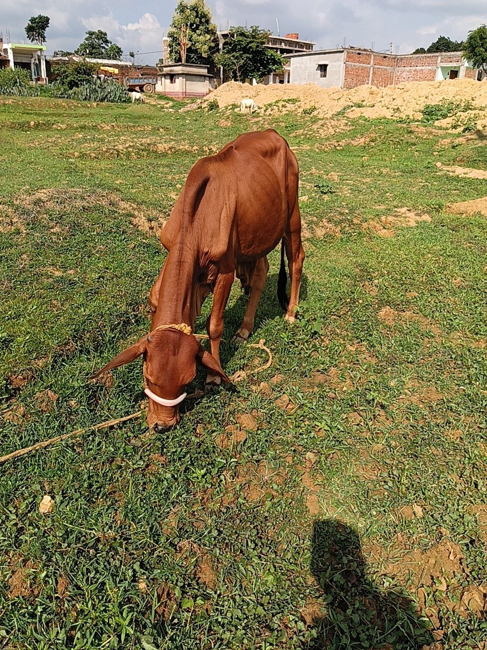 HF bull in Giridih, Jharkhand — for sale on Go-LX (photo 5)