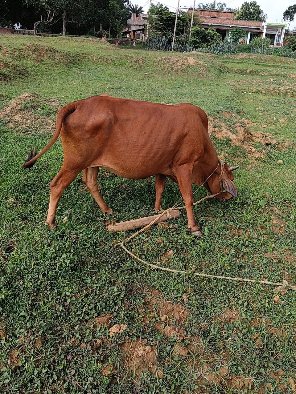 HF cow in Giridih, Jharkhand — for sale on Go-LX (photo 2)
