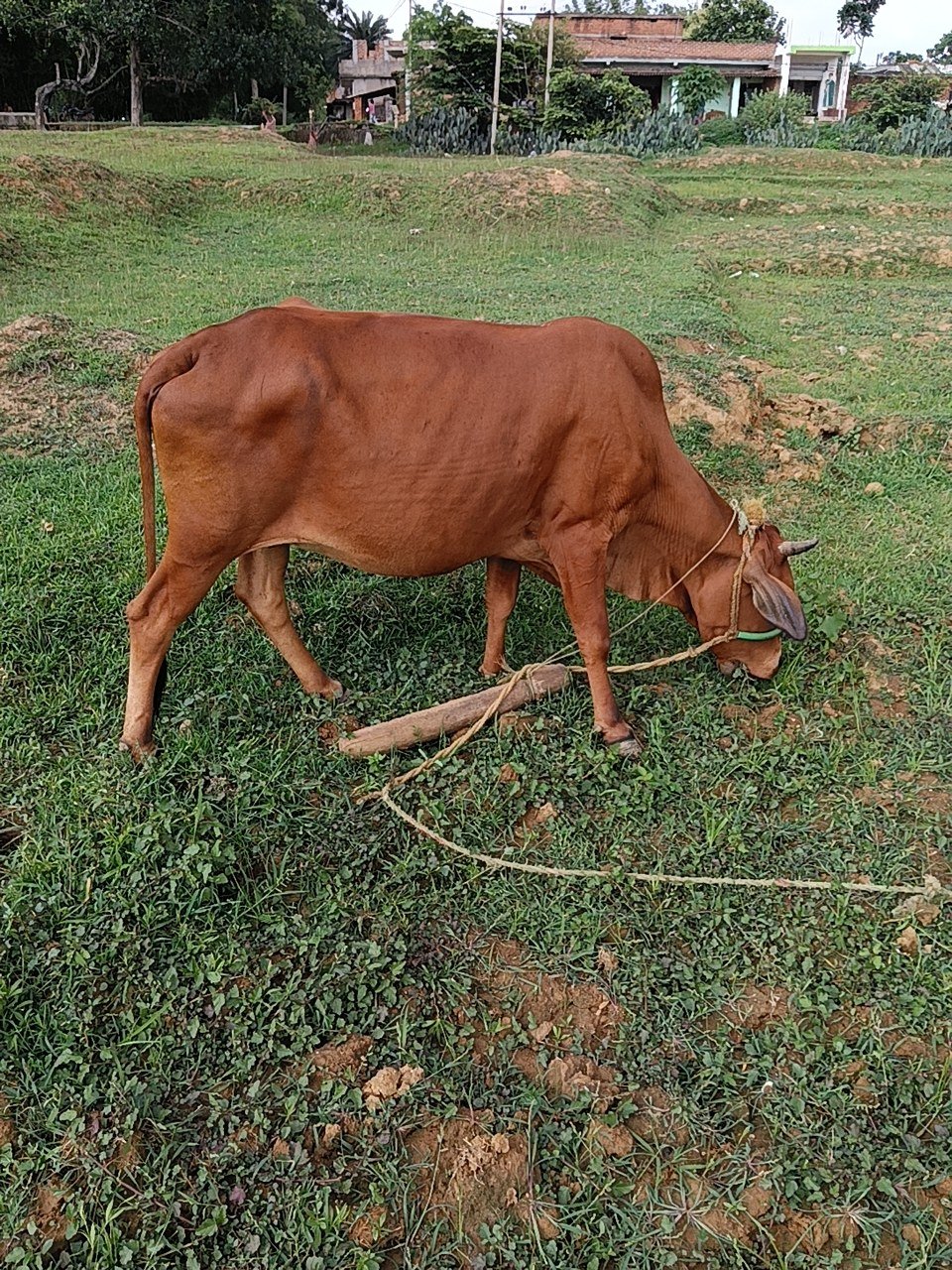 HF cow in Giridih, Jharkhand — for sale on Go-LX (photo 3)