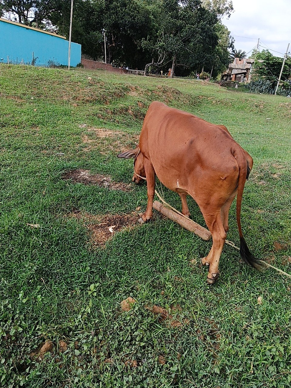HF cow in Giridih, Jharkhand — for sale on Go-LX (photo 4)