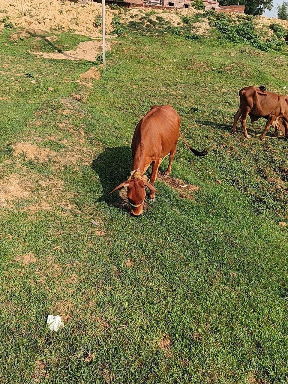 HF cow in Giridih, Jharkhand — for sale on Go-LX (photo 5)