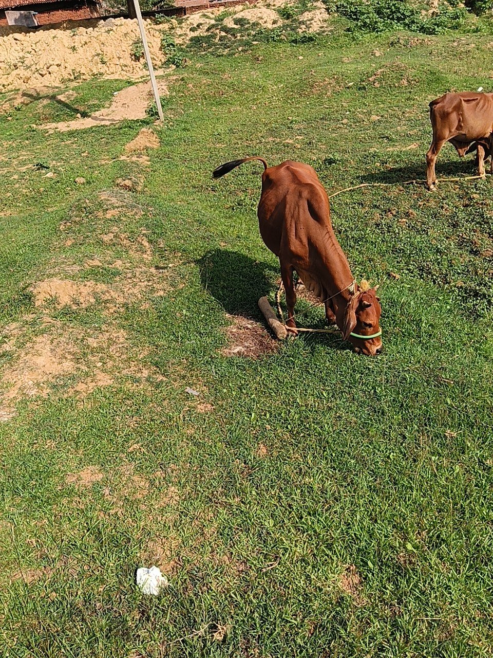 HF cow in Giridih, Jharkhand — for sale on Go-LX (photo 6)